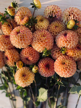 Load image into Gallery viewer, Ferncliff Spice 4/$24