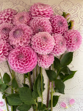 Load image into Gallery viewer, 20th Ave Old Major Bulk 5/$48
