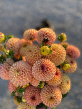 Load image into Gallery viewer, Ferncliff Spice