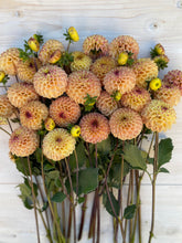 Load image into Gallery viewer, Ferncliff Spice 4/$24