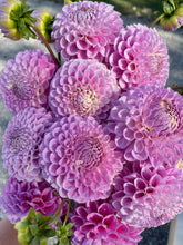 Load image into Gallery viewer, 20th Ave Old Major Bulk 5/$48