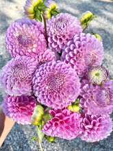 Load image into Gallery viewer, 20th Ave Old Major Bulk 5/$48