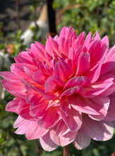 Load image into Gallery viewer, Twiggy