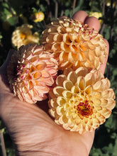 Load image into Gallery viewer, Ferncliff Spice
