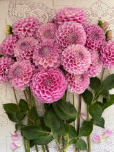 Load image into Gallery viewer, 20th Ave Old Major Bulk 5/$48