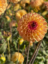 Load image into Gallery viewer, Ferncliff Spice