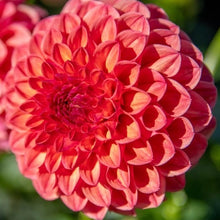 Load image into Gallery viewer, Cecil