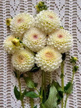 Load image into Gallery viewer, Cream Diane
