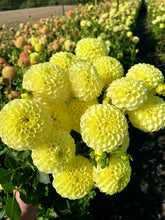 Load image into Gallery viewer, Ferncliff Gumdrops
