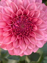 Load image into Gallery viewer, Keltie Rose
