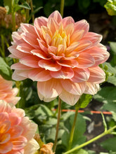 Load image into Gallery viewer, Peaches and Dreams
