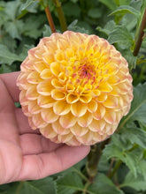 Load image into Gallery viewer, Ferncliff Citron
