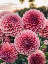 Load image into Gallery viewer, Bracken Rose(US)
