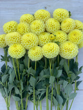 Load image into Gallery viewer, Ferncliff Gumdrops
