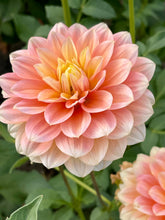 Load image into Gallery viewer, Peaches and Dreams
