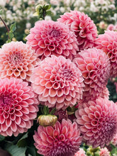 Load image into Gallery viewer, Bracken Rose(US)
