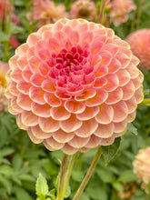 Load image into Gallery viewer, 20th Ave Softer Peach
