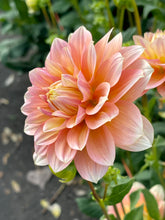 Load image into Gallery viewer, Peaches and Dreams
