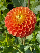 Load image into Gallery viewer, Clearview Emma
