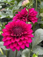 Load image into Gallery viewer, Hello Dahlia
