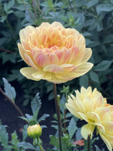 Load image into Gallery viewer, Sandia Gold

