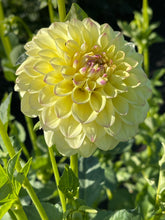 Load image into Gallery viewer, Ferncliff Bliss
