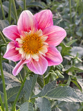 Load image into Gallery viewer, Ferncliff Dolly
