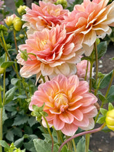 Load image into Gallery viewer, Peaches and Dreams
