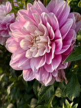 Load image into Gallery viewer, Randi Dawn

