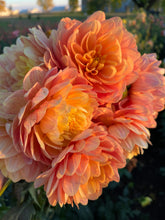 Load image into Gallery viewer, Hollyhill Serenity
