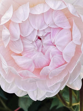 Load image into Gallery viewer, Kelgai Ann 2/$26

