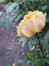 Load image into Gallery viewer, Sandia Gold
