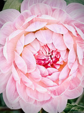 Load image into Gallery viewer, Kelgai Ann 3/$36
