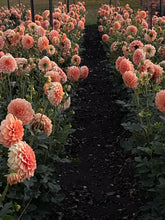 Load image into Gallery viewer, Bracken Palomino Bulk 5/$35
