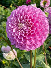 Load image into Gallery viewer, 20th Ave Old Major Bulk 5/$48
