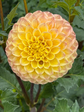 Load image into Gallery viewer, Ferncliff Citron
