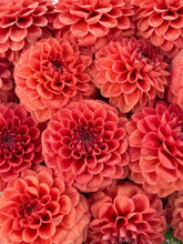 Load image into Gallery viewer, Tahoma Amble
