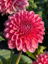 Load image into Gallery viewer, Pink Runner
