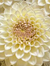 Load image into Gallery viewer, Cream Diane
