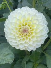 Load image into Gallery viewer, Cream Diane
