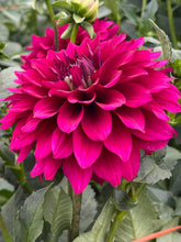 Load image into Gallery viewer, Hello Dahlia
