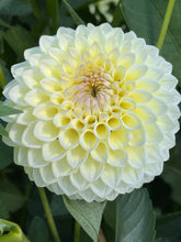 Load image into Gallery viewer, Winholme Diane
