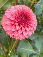 Load image into Gallery viewer, Keltie Rose
