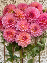 Load image into Gallery viewer, Cameo Peach
