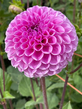 Load image into Gallery viewer, Westerton Folly
