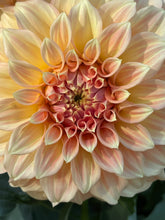 Load image into Gallery viewer, Bracken Sarah
