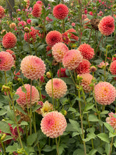 Load image into Gallery viewer, 20th Ave Softer Peach
