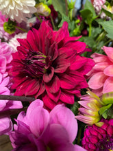 Load image into Gallery viewer, Hello Dahlia
