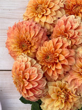 Load image into Gallery viewer, Bracken Palomino Bulk 5/$35

