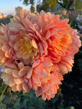 Load image into Gallery viewer, Hollyhill Serenity
